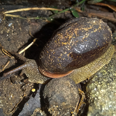Pommerhelix duralensis