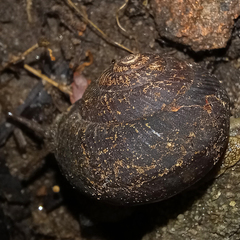 Pommerhelix duralensis