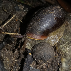 Pommerhelix duralensis