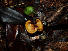 Hevea guianensis