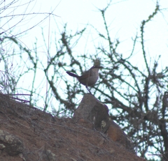 Scelorchilus albicollis