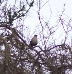 Scelorchilus albicollis