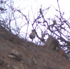 Scelorchilus albicollis