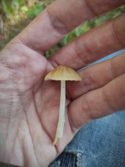 Psathyrella