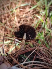Agaricales