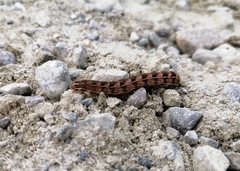 Cerastis faceta