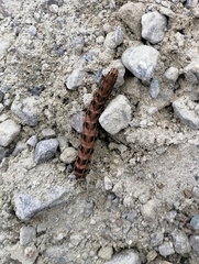 Cerastis faceta