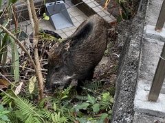 Sus scrofa moupinensis