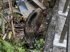 Sus scrofa moupinensis