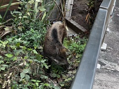 Sus scrofa moupinensis