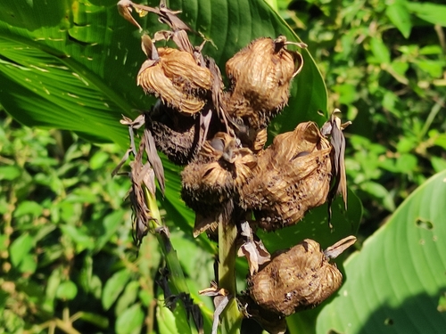 Canna indica iNat (3)