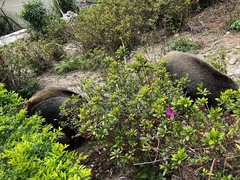 Sus scrofa moupinensis