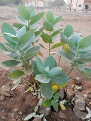 Calotropis procera