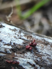 Myxomycetes