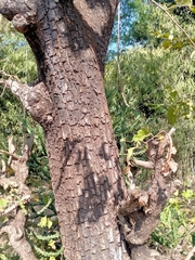 Terminalia elliptica