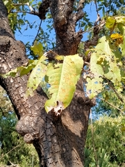 Terminalia elliptica