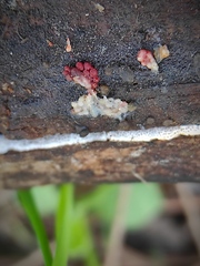 Myxomycetes