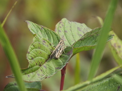 Aiolopus thalassinus tamulus