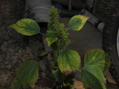 Acalypha poiretii