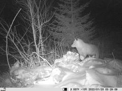 Vulpes vulpes vulpes