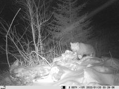 Vulpes vulpes vulpes