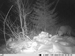 Vulpes vulpes vulpes