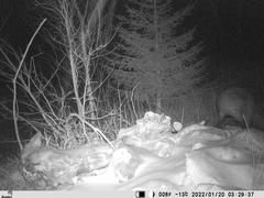 Vulpes vulpes vulpes