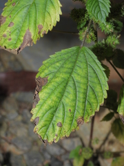 Acalypha poiretii