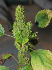 Acalypha poiretii