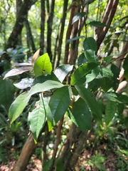 Magnoliopsida
