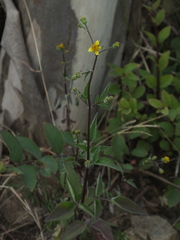 Bidens biternata