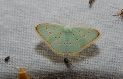 Comostolopsis stillata