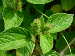 Acalypha alopecuroidea