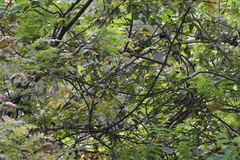 Abroscopus superciliaris