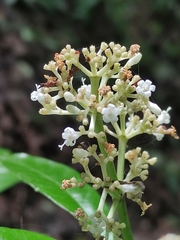 Psychotria carthagenensis