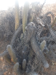 Trichocereus