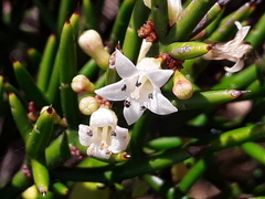 Colletia hystrix
