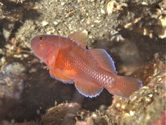 Threadfin Reefgoby photo 2