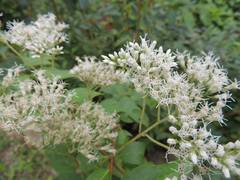 Eupatorium chinense