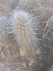Trichocereus