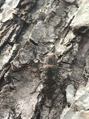 Chrysochroinae