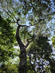 Albizia pedicellaris