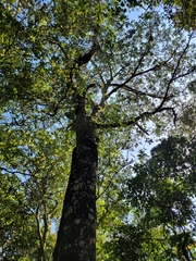 Calophyllum brasiliense