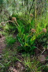 Helichrysum pedunculatum