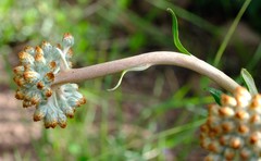 Helichrysum pedunculatum