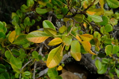 Searsia divaricata