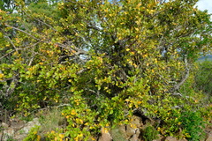 Searsia divaricata