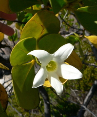Anthocercis viscosa