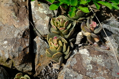 Adromischus cooperi