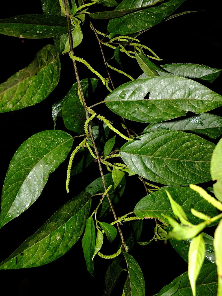 Acalypha diversifolia Jacq.